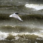 29258538 1983311905020724 5756596245091057664 o