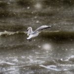 29313792 1983312271687354 8637246671832481792 o