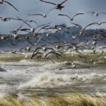 29314829 1983026615049253 6764289280329121792 o